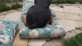 Carpenter Bee in flight (Slow-mo) 1