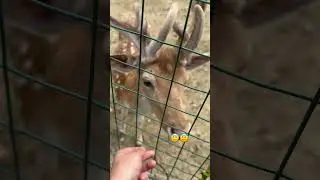 These guys were such sweeties❤️