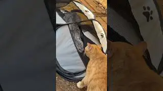 Suara kucing nantang gelut si Abu lucu banget 😻 #cat #kucinglucu #kucingmarah #kucing #funny