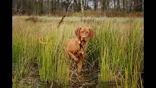 ВЕНГЕРСКАЯ ВЫЖЛА КОРОТКОШЕРСТНАЯ