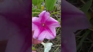Salsa-da-Praia/(Ipomoea pes-caprae) (L.) R.Br. [Leitura na Descrição]
