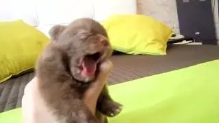 Шоколадный шпиц,  редкий окрас