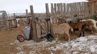 Кетоз у козы, что делать