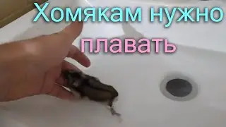 Как хомяку организовать водные процедуры купания