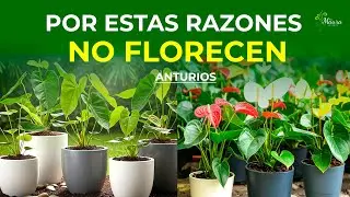 4 Reasons Why Your Anthuriums WON'T Bloom | Anthurium