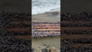 Mussels