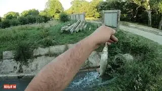 Как красиво играет рыба на маленькой речушке