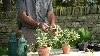 Introduction to Plant Propagation
