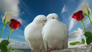 Алла Кож   Пара белых голубей