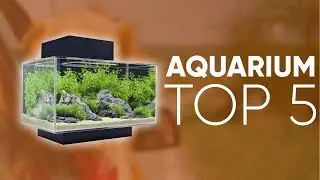 TOP5 : MEILLEUR AQUARIUM