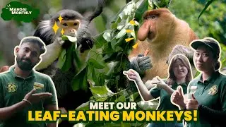 Mandai Monthly - Spot 7 colours on our red-shanked douc langurs and meet our proboscis monkey babies