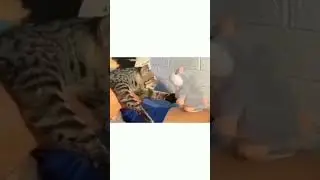 Don t copy me biili #shorts #tiktok #biili #catlover #cat #BIILI