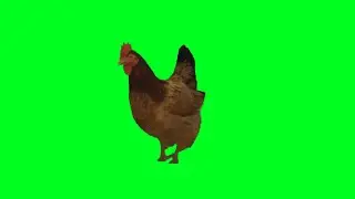 Chicken dancing green screen