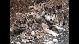 Волк и волчата!