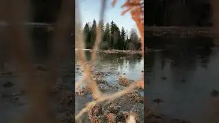 Работа подсадной утки - вид из засидки