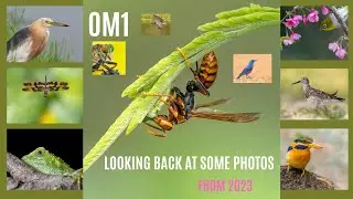 OM-1 and Olympus 300mm F4 | Photos from 2023 | A vintage year ???