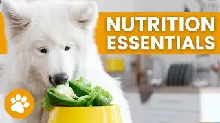 How Diet Impacts Your Dog’s Mood And Health