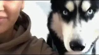 Акуна Матата правило жизни Маша и Космос научат))) хаски видео хаски в квартире прикол Хакуна Матата