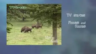 FaunaView: Wisent Encounters