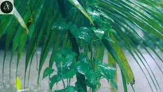 Rain Forest. Rain Forest nature sounds.Rain Forest Sounds sleeping.