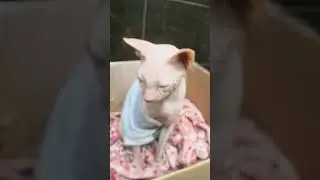 Добрые слова😂 #cat #лист