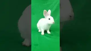 rabbit green screen 