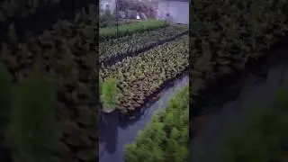 Домашний сад туй