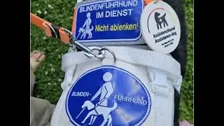 Hunde als Helfer: Blindenführhund