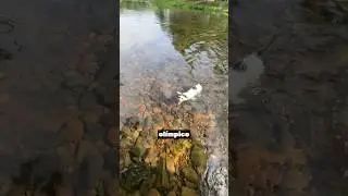 Gato Olímpico en el Río 🏅😱