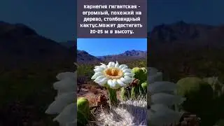 Карнегия гигантская  #интересныефакты #познавательно #удивительное #facts #авызнали