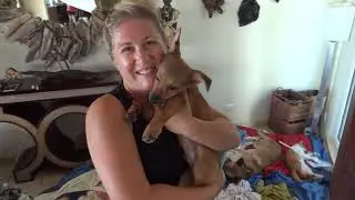Fighting for Henna's life - DCDR Spay and Neuter Clinic at La Boca