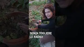 Come avere BASILICO gratis per sempre