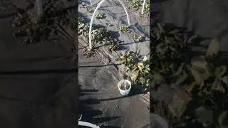 Микротунели для клубники, краткий обзор, Гекса для клубники