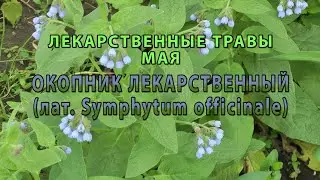Лекарственные растения мая 