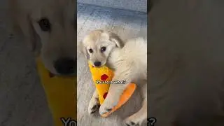 Golden Retriever puppy thinks she is a lion 🦁 