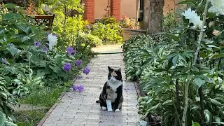 Выходные на даче . Готовлю сажаю и радуюсь лету и жизни