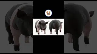UPBGE - Farm Animals Big Collection 3