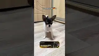 Telling my dog to sit in different languages) | Video author: @lanochka_01 
