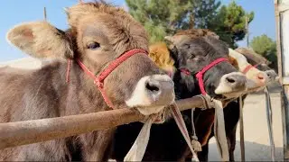 31 октября 2024 г.