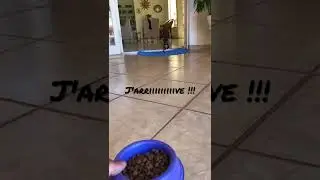 my dogs