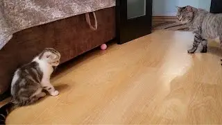 Dad the cat shows the kitten how to play with the ball