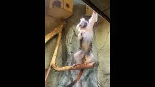 Белоухая игрунка, Океанариум Екатеринбург