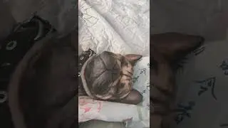 Французская булочка. My little dog