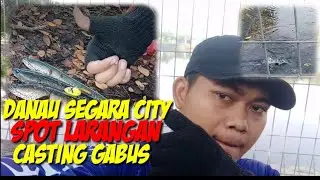 Danau segara city ?! spot larangan casting ikan gabus. #juriccai #danausegaracity #Castinggabus