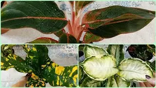 Срочная пересадка и обработка новичков из посылки🌱Диффенбахия Кул Бьюти🌹Кротон Магнификум🌱Аглаонема