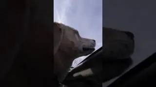 Labrador Moby riding head out sunroof