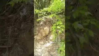 venomous Snake - Macrovipera Lebetina - გიურზა - ყვარელი, ნეკრესი