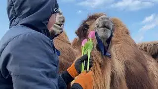 Подарили цветы