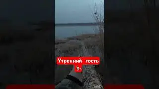 Наглый или слепой?🤔#охота #охотанауток #охотанагуся #shortvideo #maxhunter #весенняяохота
