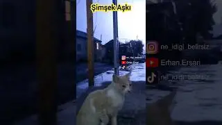 Bende size karşı böyle bir şimşek aşkı başlamış bulunuyor.